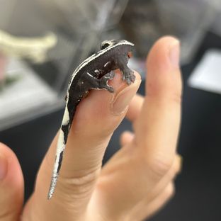 아잔틱