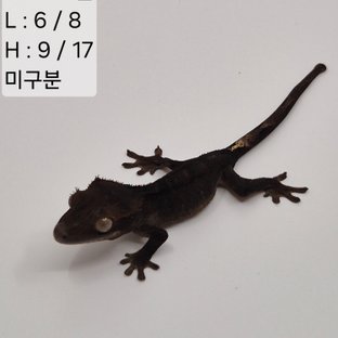 93찌