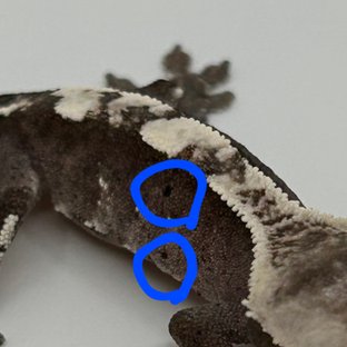 아잔틱