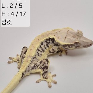 26찌