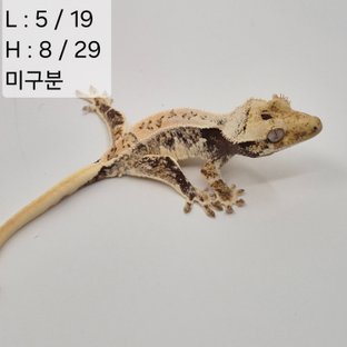 74찌