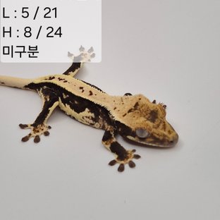 73찌