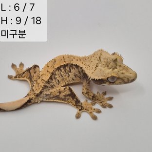85찌