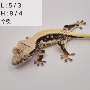 66찌