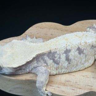 사탕이