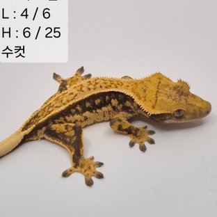 53찌