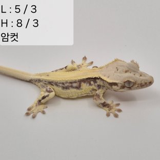 65찌