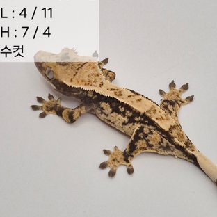 56찌