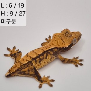 93찌