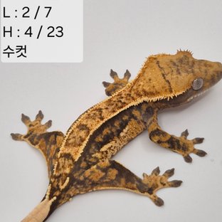 30찌