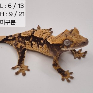 88찌