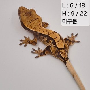 90찌
