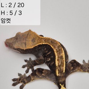 31찌