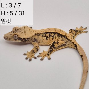 42찌