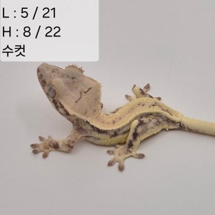 72찌