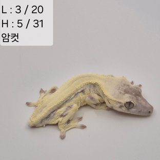 43찌