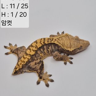 25찌