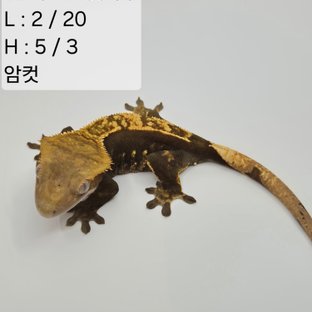 32찌