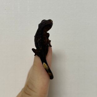 챠콜
