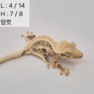 57찌