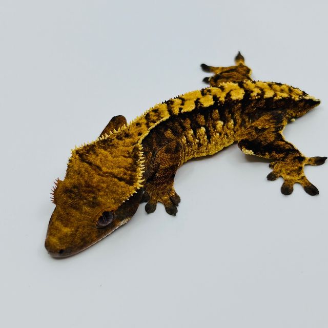 노멀 화이트포트홀 화이트스팟