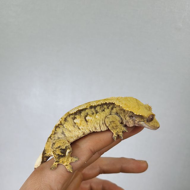 노멀