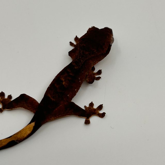 벅스킨 다크 챠콜