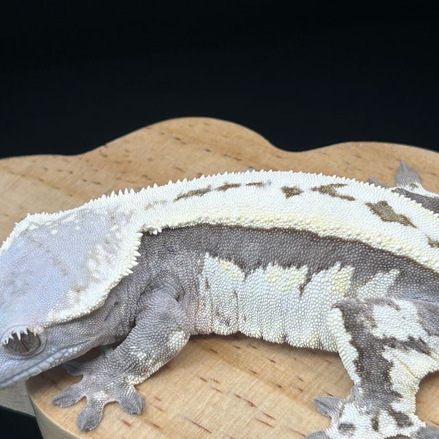 세이블
