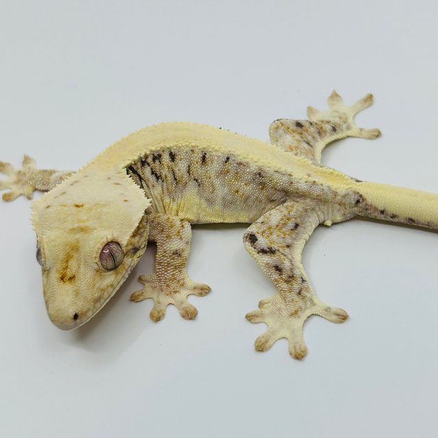 릴리화이트 화이트스팟 화이트포트홀 화이트핀 핀스트라이프 솔리드백