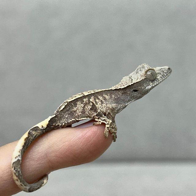 카푸치노 화이트스팟 화이트포트홀