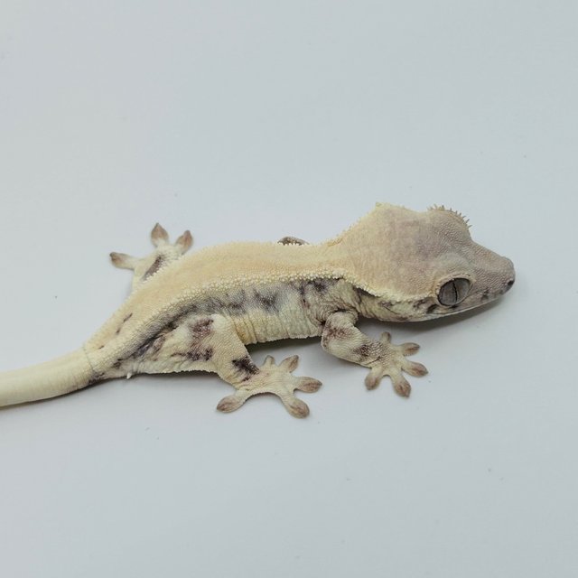 릴리 세이블 화이트포트홀 화이트스팟 화이트핀 핀스트라이프 솔리드백