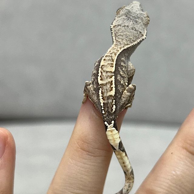 카푸치노 화이트스팟 화이트포트홀