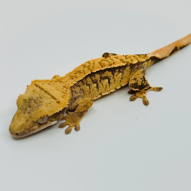 노멀 화이트스팟 화이트포트홀 트라이