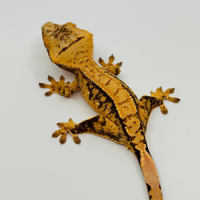 노멀 화이트스팟 핀스트라이프 트라이