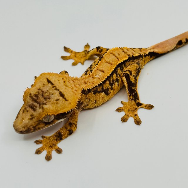 노멀 화이트스팟 핀스트라이프 트라이