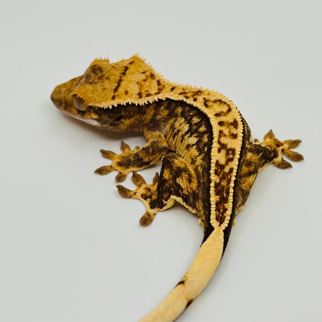 노멀 화이트스팟 화이트포트홀 화이트핀 핀스트라이프 트라이