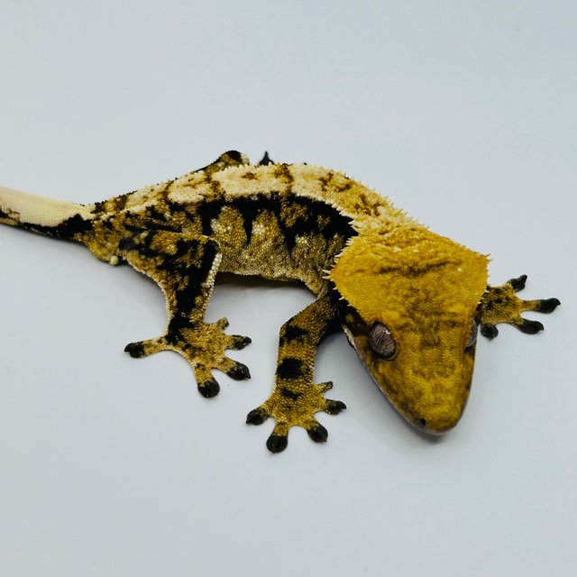 노멀 화이트포트홀 트라이