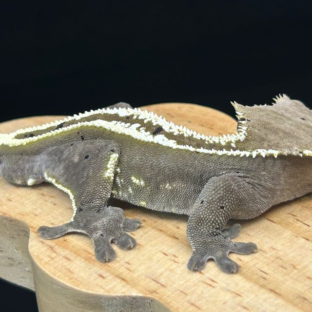 아잔틱