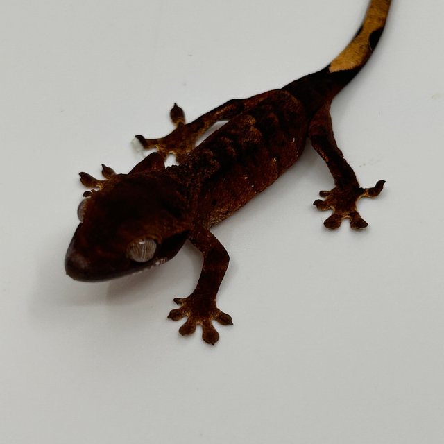 벅스킨 다크 챠콜