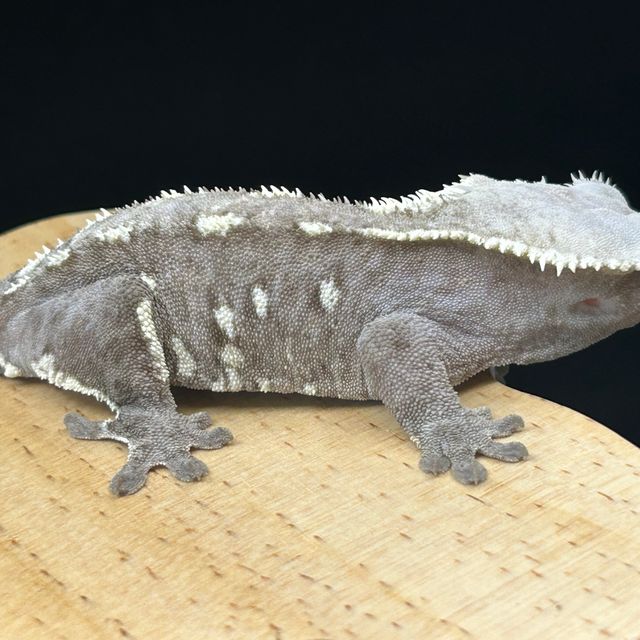 아잔틱