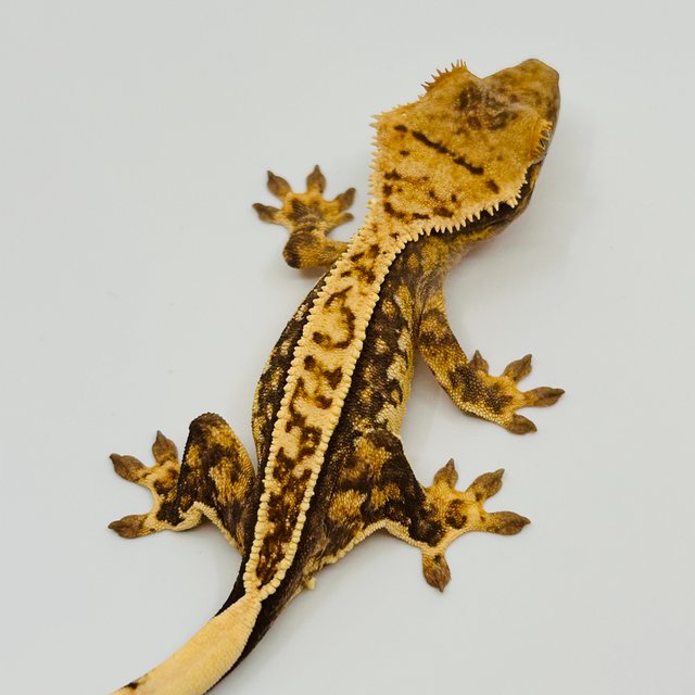 노멀 화이트스팟 화이트포트홀 화이트핀 핀스트라이프 트라이