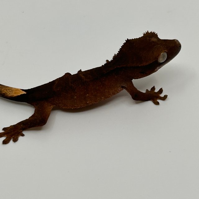 블랙 벅스킨 챠콜