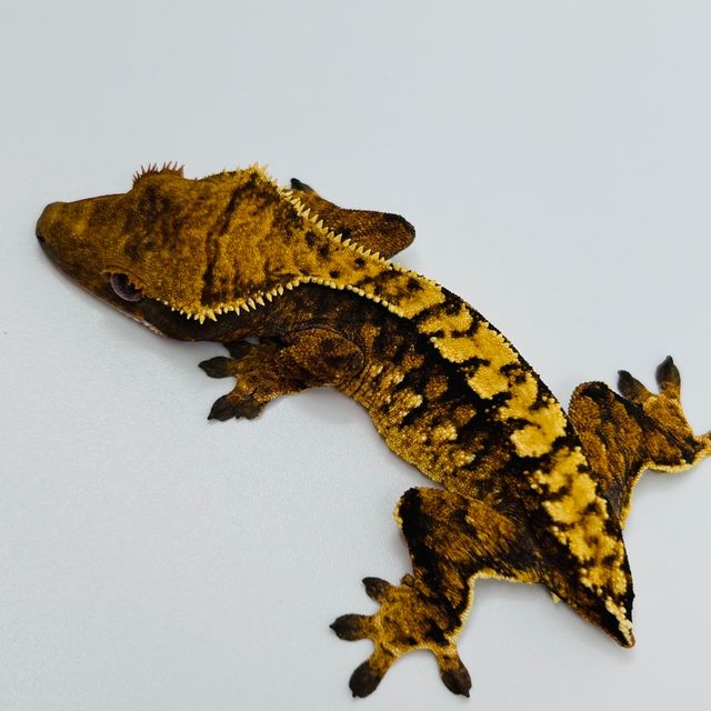 노멀 화이트포트홀 화이트스팟