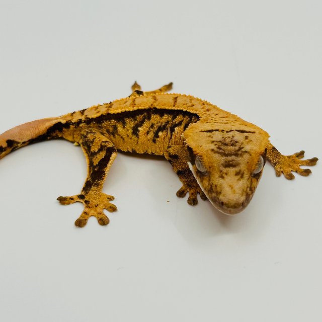 노멀 화이트스팟 핀스트라이프 트라이