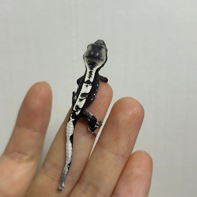 아잔틱