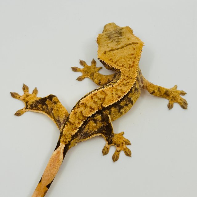 노멀 화이트스팟 화이트포트홀 트라이