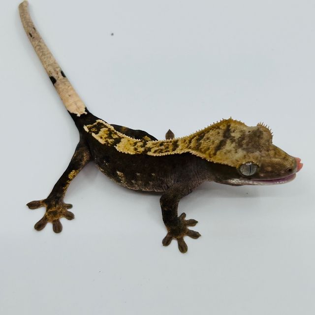 카푸치노 핀스트라이프 100%헷아잔틱