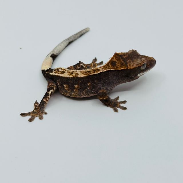 100%헷아잔틱 카푸치노 화이트스팟 화이트핀