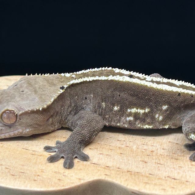 아잔틱