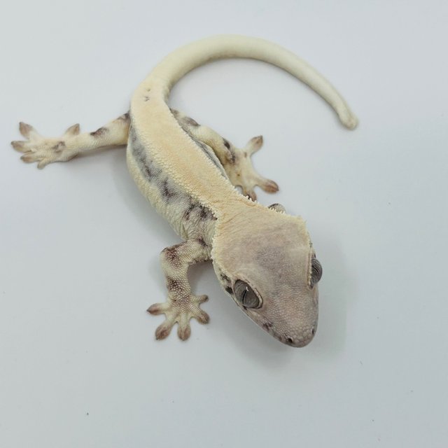 릴리 세이블 화이트포트홀 화이트스팟 화이트핀 핀스트라이프 솔리드백